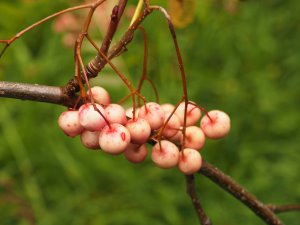 Sorbus rosea