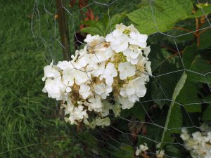 Hydrangea quercifolia