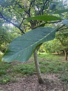 Juglans mandshurica