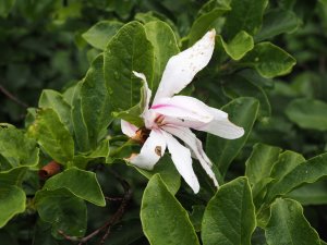 Magnolia x loebneri