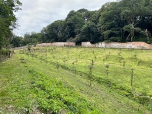 The second grass cut of the Malus collection