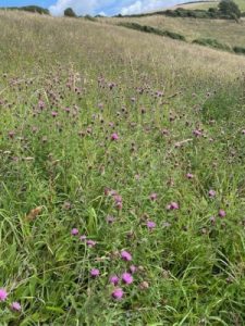 Wonderful wild flower meadows