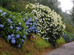 Hydrangea ‘Joseph Banks’ and Hydrangea paniculata ‘White Lace’