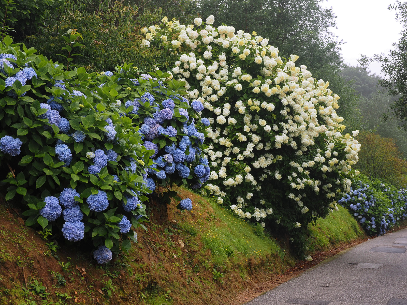 Hydrangea ‘Joseph Banks’ and Hydrangea paniculata ‘White Lace’