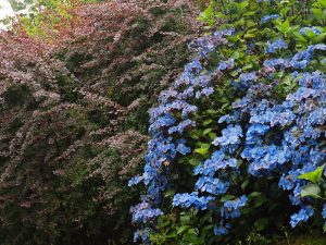 Hydrangea ‘Zorro’ and Berberis ottawensis ‘Superba’