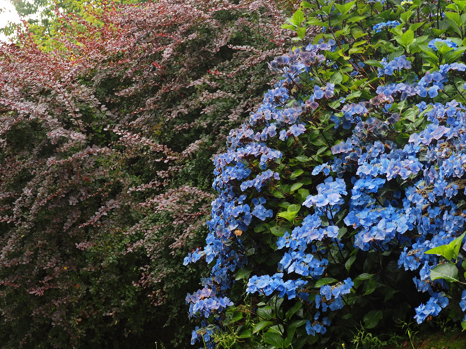 Hydrangea ‘Zorro’ and Berberis ottawensis ‘Superba’