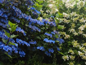 Hydrangea ‘Zorro’ and Hydrangea paniculata ‘Kyushu’