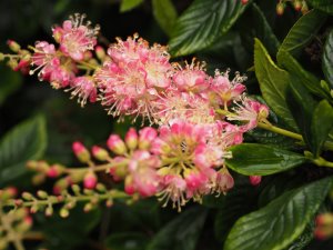 Clethra alnifolia ‘Ruby Spice’