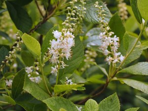 Clethra tomentosa ‘Cottondale’