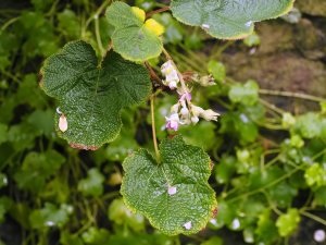 Rubus setchuenensis