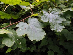 Rubus setchuenensis