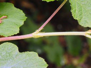 Rubus setchuenensis