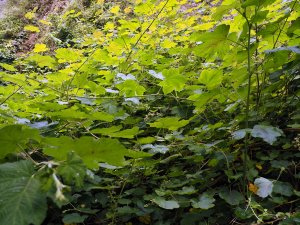 Rubus setchuenensis