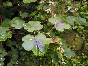 Rubus setchuenensis