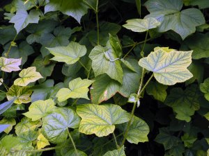 Rubus treutleri