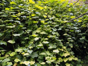 Rubus treutleri