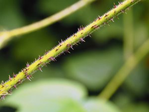 Rubus treutleri