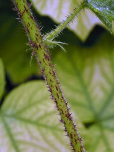 Rubus treutleri