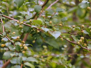 Styrax wilsonii