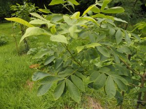 Carya cordiformis