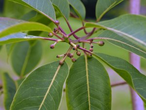 Ilex cerasifolia