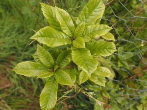 Lithocarpus quercifolius (TH 4595)