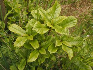 Lithocarpus quercifolius (TH 4595)