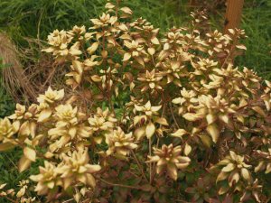 Rhododendron wilsoniae