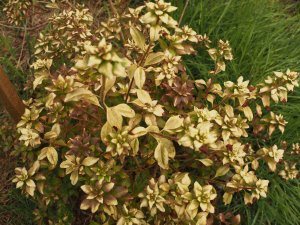 Rhododendron wilsoniae