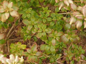 Rhododendron wilsoniae