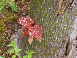 Acer morifolium