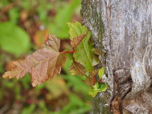 Acer morifolium