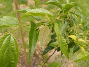 Celtis tetrandra