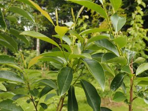 Magnolia sieboldii x (Manglietia) yunnanensis