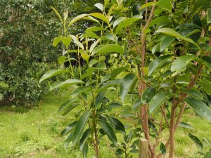 Magnolia sieboldii x (Manglietia) yunnanensis