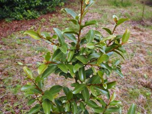 Magnolia laevifolia ‘Sophie van Vyve’