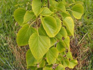 Tilia concinna