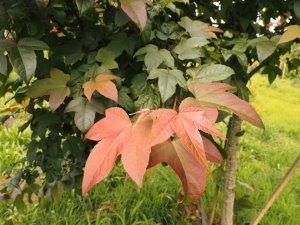 Liquidambar acalycina