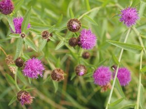 Centaurea nigra