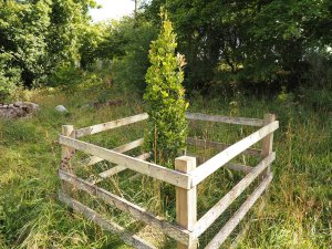 Trevor Green’s columnar oak tree