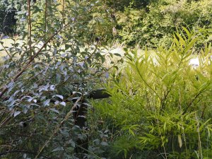 Elaeagnus ‘Quicksilver’