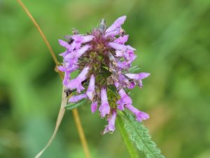 Stachys officinalis