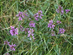 Stachys officinalis