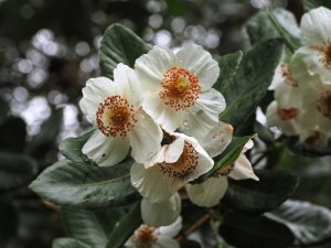 Eucryphia cordifolia