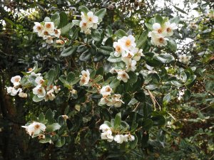 Eucryphia cordifolia