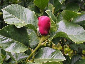 Magnolia ‘Black Tulip’