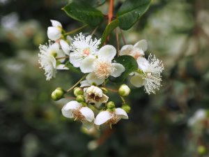 Myrcia laruotteana var. paraguayensis