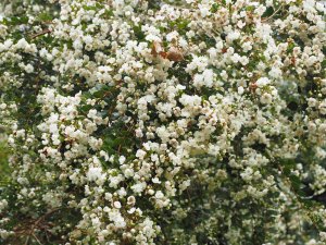 Myrcia laruotteana var. paraguayensis