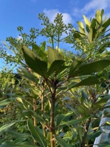 Pseudopanax adiantifolius