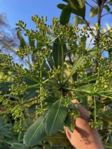 Pseudopanax adiantifolius